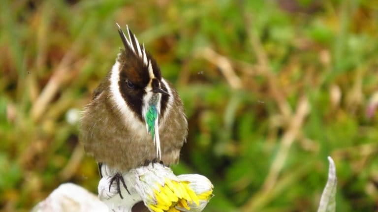 Colombia: El País con Más Especies de Aves en el Mundo Confirma su Liderazgo
