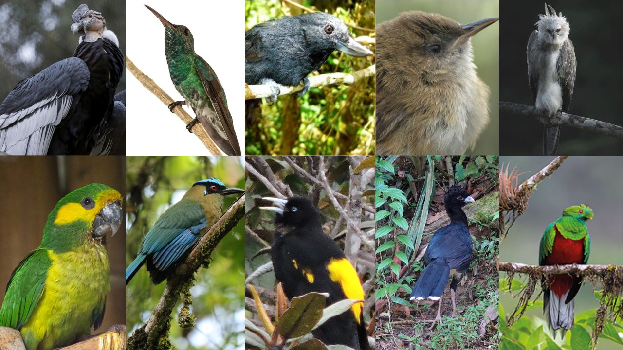 Miniatura para Colombia: Paraíso mundial de aves y tesoro de biodiversidad