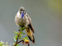 Chivito de Santa Marta (Oxypogon cyanolaemus)